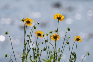 flowers-3477796__480